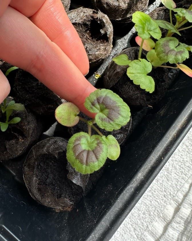 A baby geranium seedling, just starting to grow